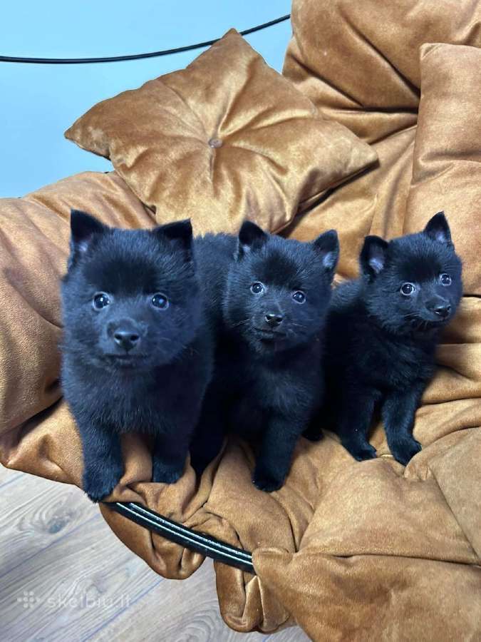Šiperkas / Schipperke / šuniukai