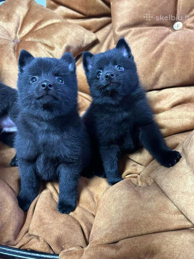 Šiperkas / Schipperke / šuniukai - nuotraukos Nr. 7