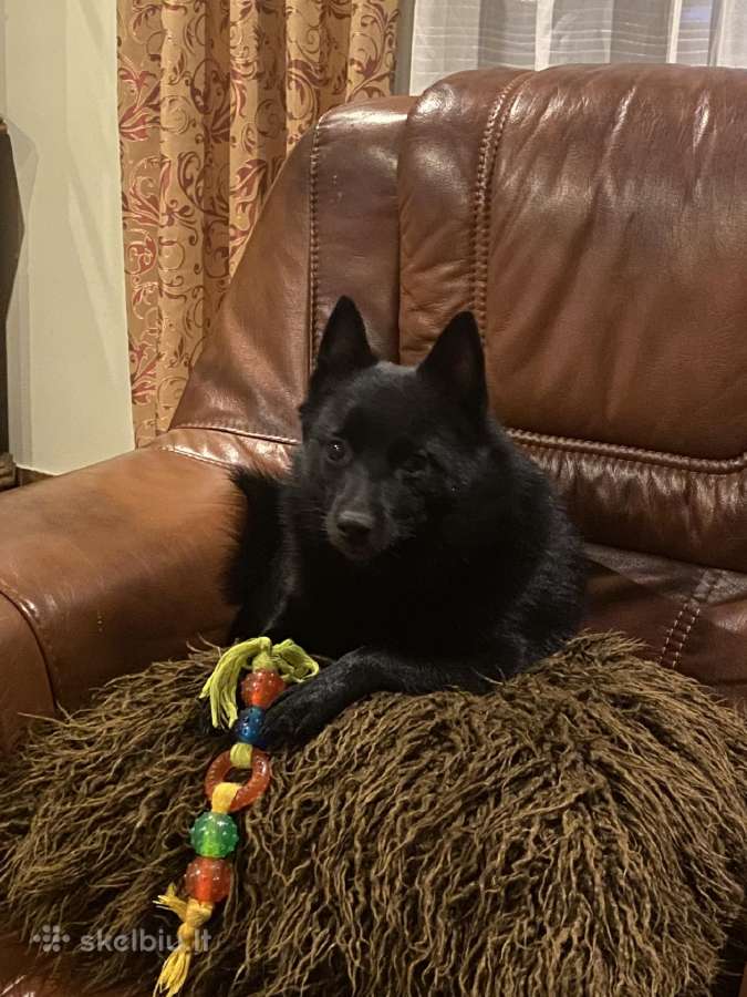 Šiperkas / Schipperke / šuniukai - nuotraukos Nr. 8