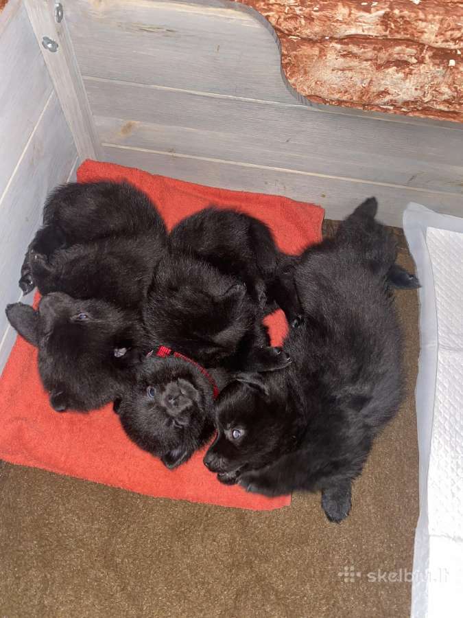 Šiperkas / Schipperke / šuniukai - nuotraukos Nr. 9