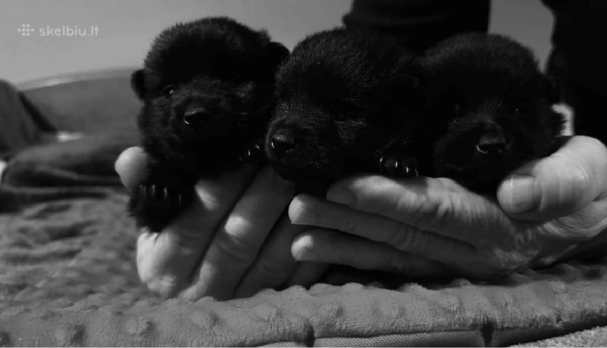 Šiperkas / Schipperke / šuniukai - nuotraukos Nr. 10