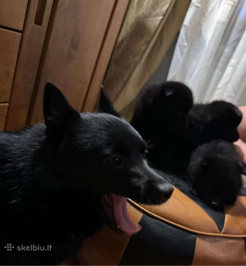 Šiperkas / Schipperke / šuniukai - nuotraukos Nr. 11
