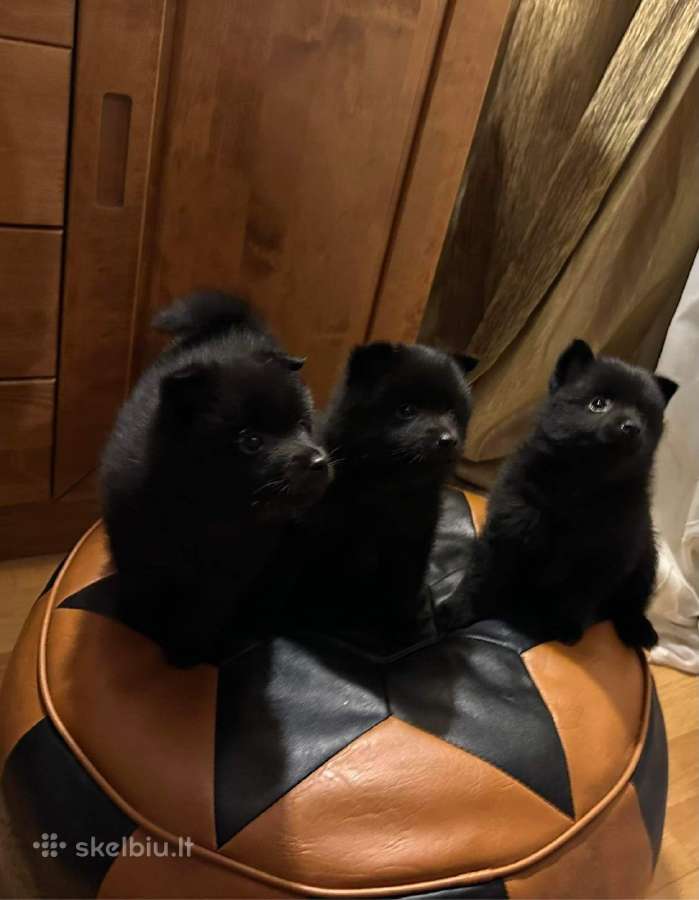 Šiperkas / Schipperke / šuniukai - nuotraukos Nr. 12