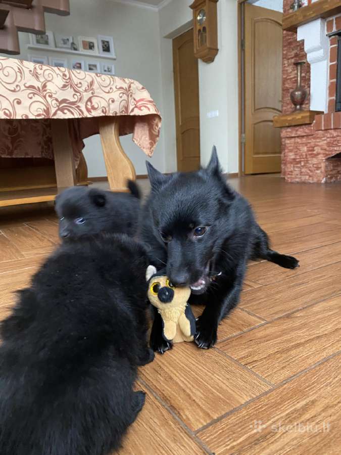 Šiperkas / Schipperke / šuniukai - nuotraukos Nr. 14