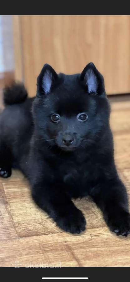 Šiperkas / Schipperke / šuniukai - nuotraukos Nr. 16