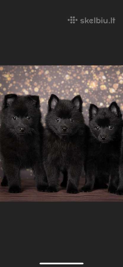 Šiperkas / Schipperke / šuniukai - nuotraukos Nr. 19