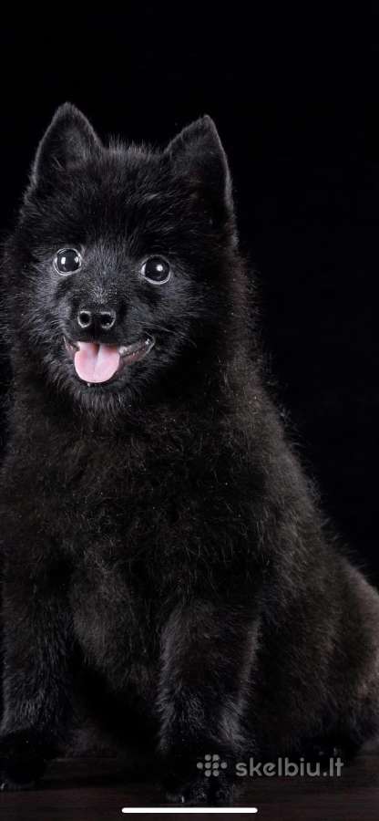 Šiperkas / Schipperke / šuniukai - nuotraukos Nr. 5