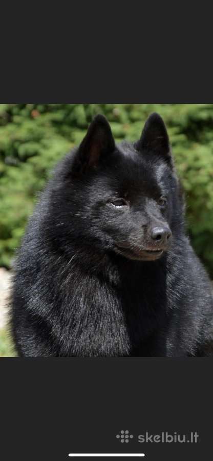Šiperkas / Schipperke / šuniukai - nuotraukos Nr. 21