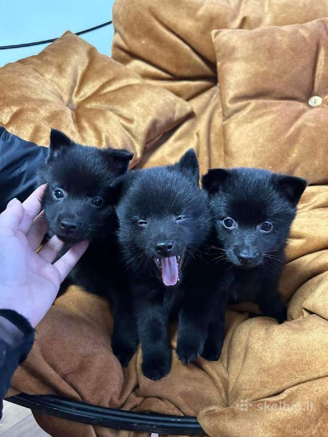 Šiperkas / Schipperke / šuniukai - nuotraukos Nr. 20