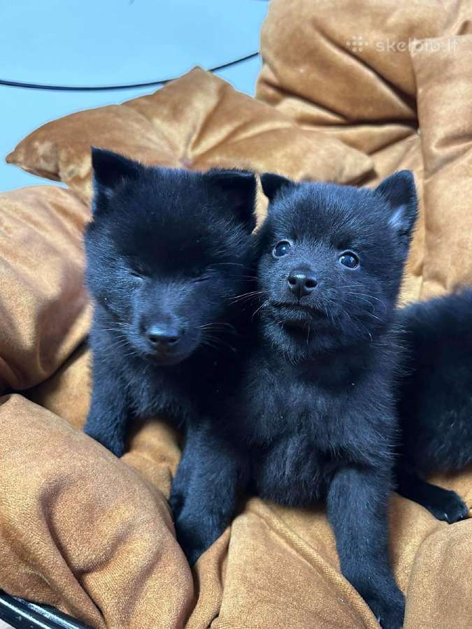 Šiperkas / Schipperke / šuniukai - nuotraukos Nr. 18