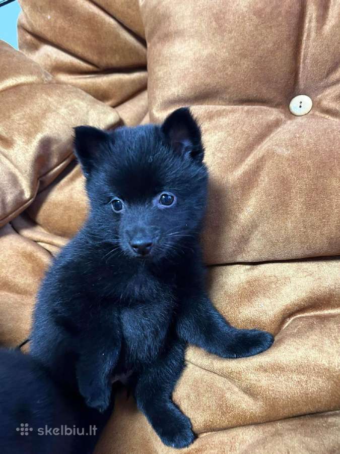 Šiperkas / Schipperke / šuniukai - nuotraukos Nr. 17