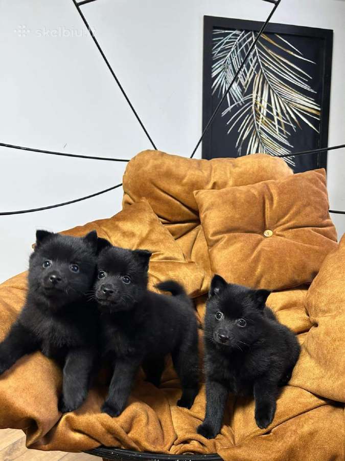 Šiperkas / Schipperke / šuniukai - nuotraukos Nr. 13