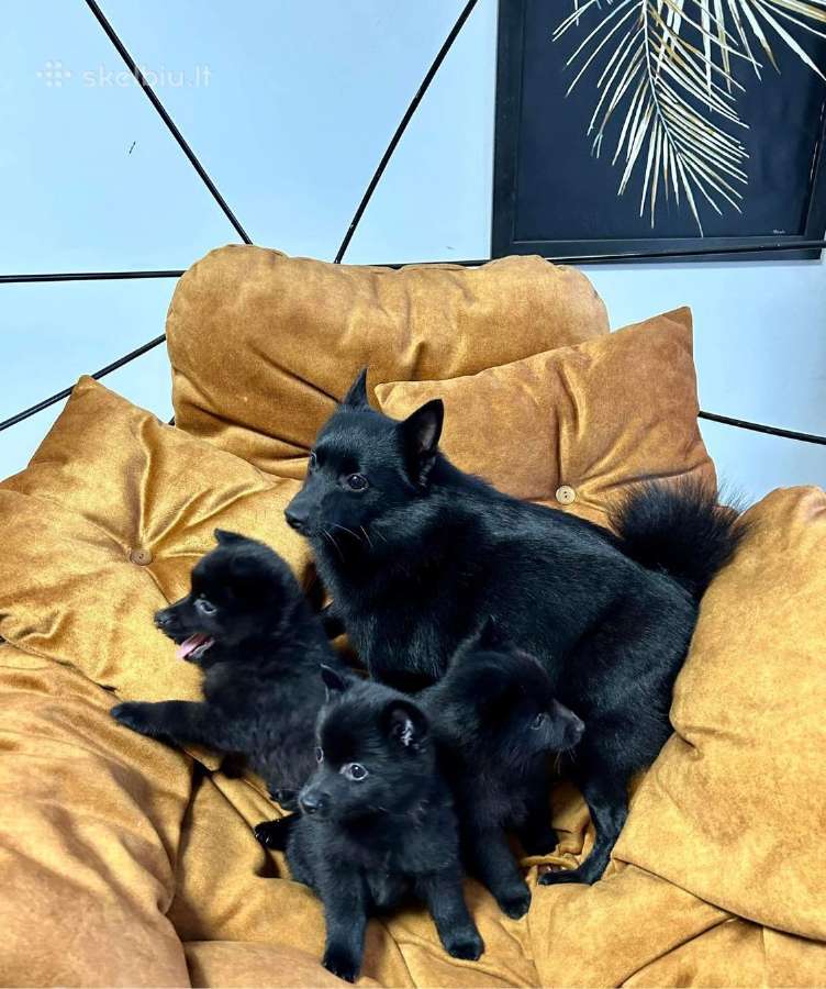 Šiperkas / Schipperke / šuniukai - nuotraukos Nr. 22