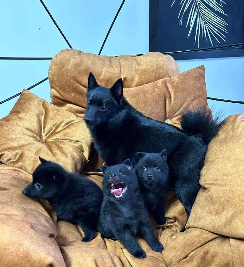 Šiperkas / Schipperke / šuniukai - nuotraukos Nr. 3
