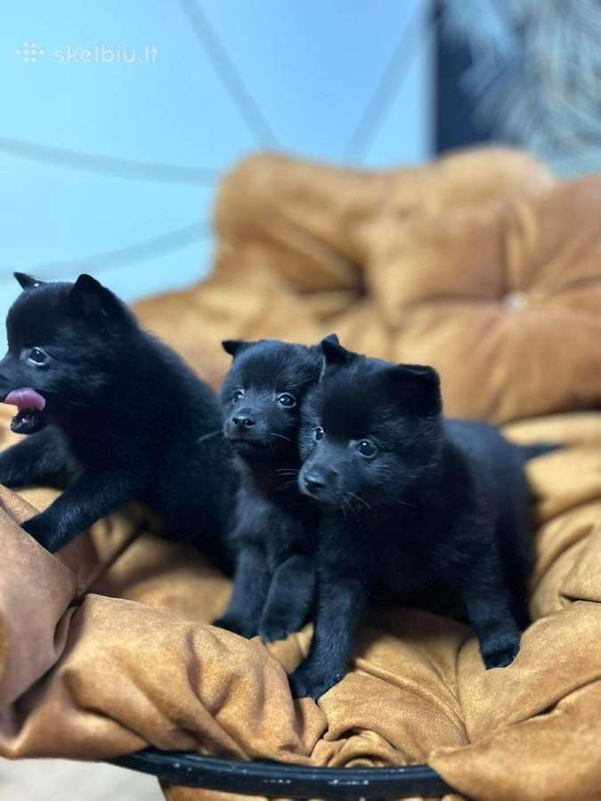 Šiperkas / Schipperke / šuniukai - nuotraukos Nr. 23