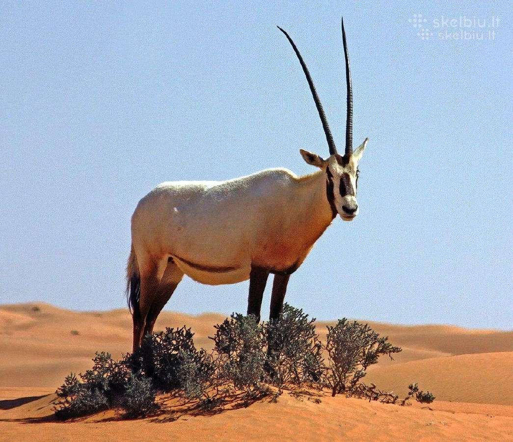 Pliušinis Arabų oriksas (Arabian Oryx) - nuotraukos Nr. 3