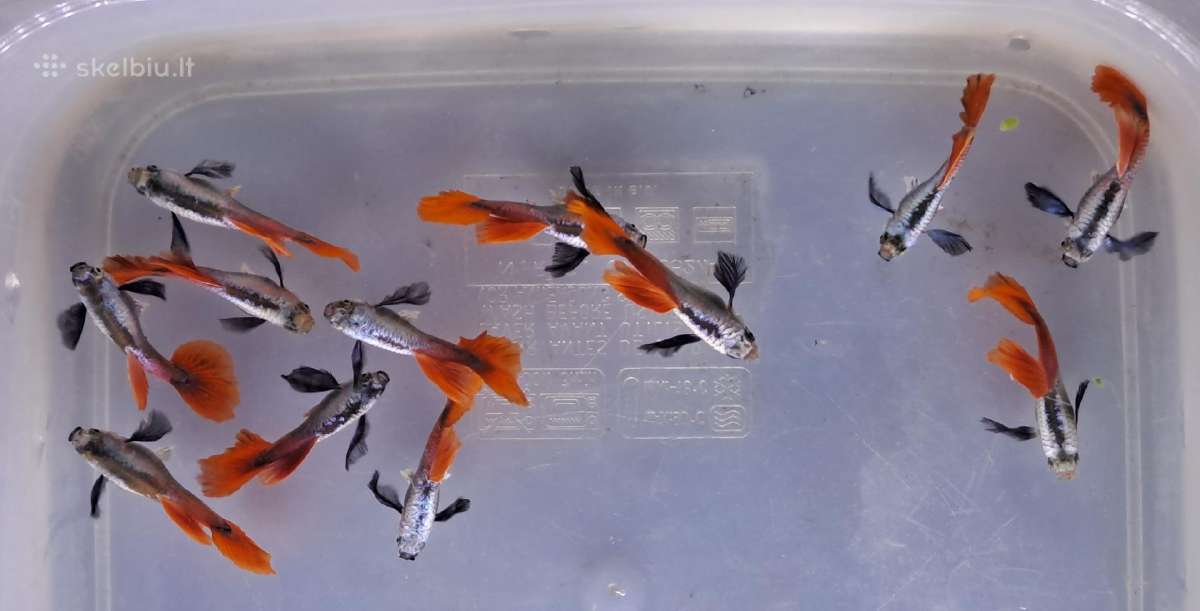 Žuvytės. Gupijos. Guppy. - nuotraukos Nr. 12