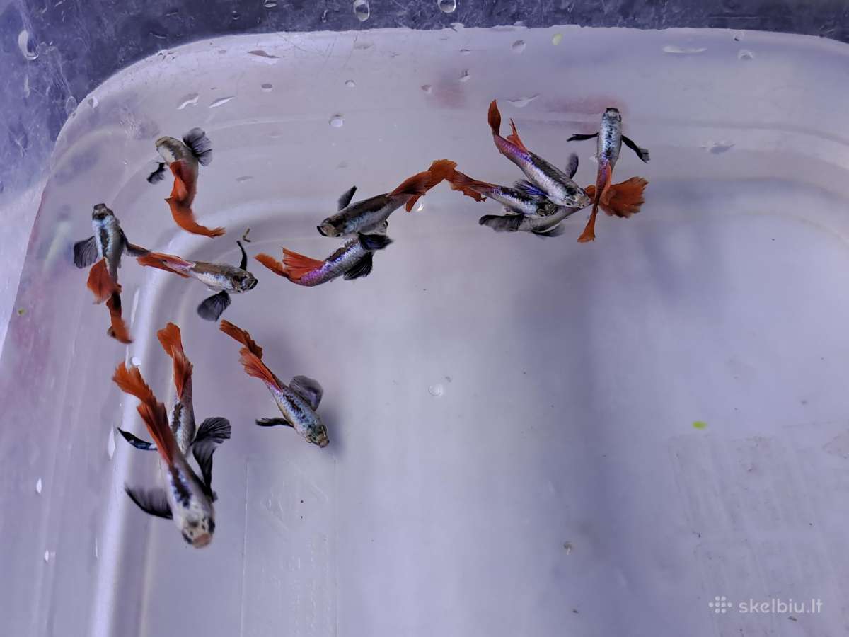 Žuvytės. Gupijos. Guppy. - nuotraukos Nr. 11