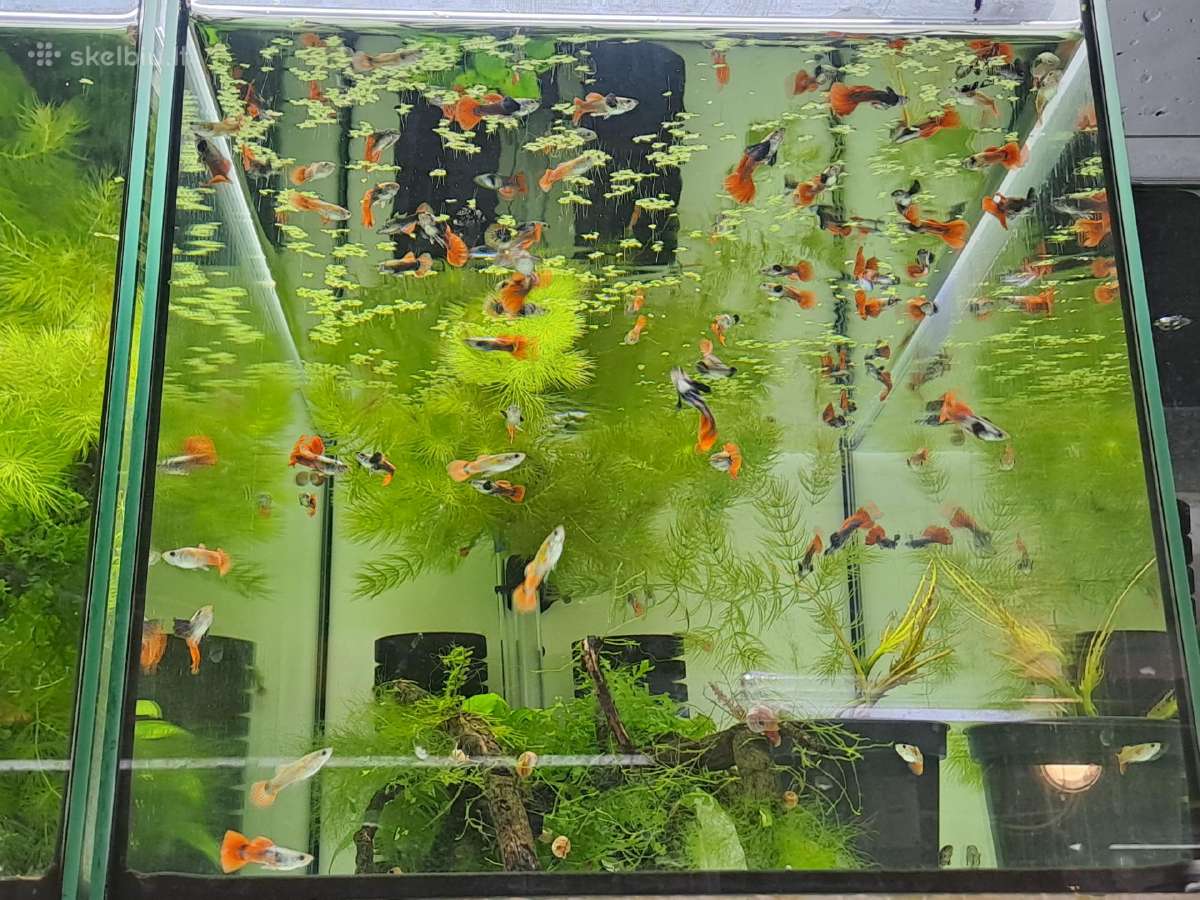 Žuvytės. Gupijos. Guppy. - nuotraukos Nr. 13