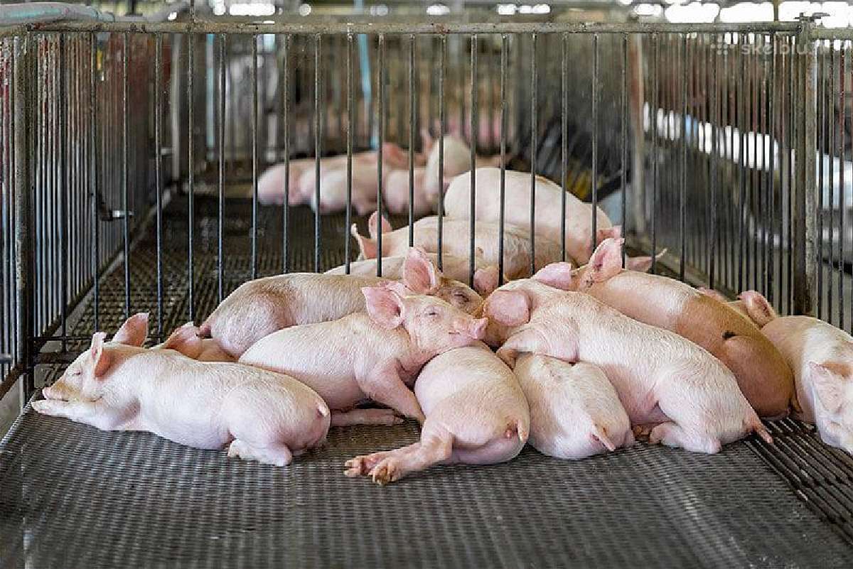 Ieškome fermos darbuotojų Švedijoje - nuotraukos Nr. 4