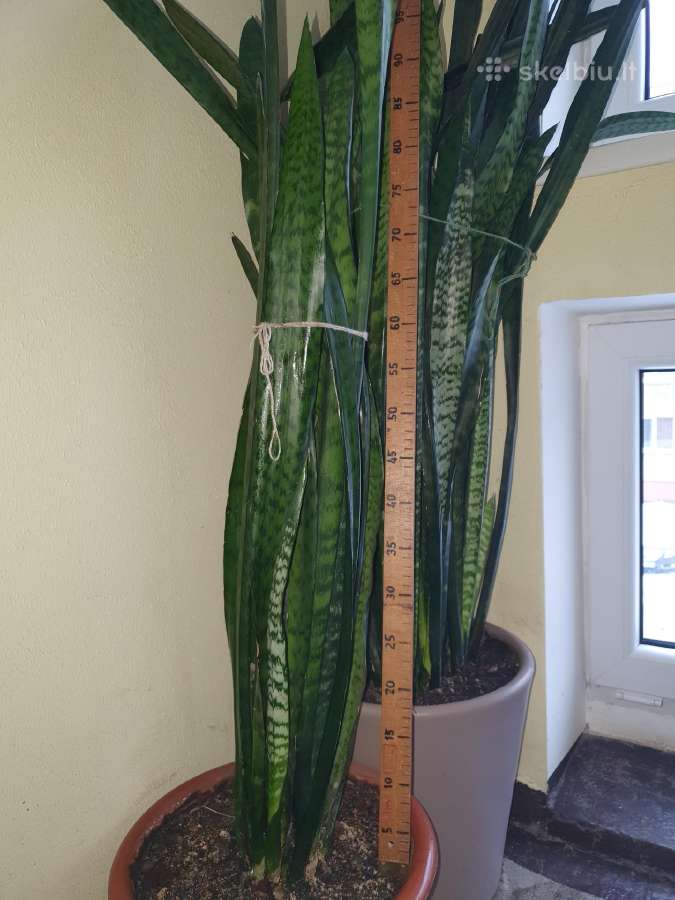 Sansevjera,ūgliai iki 150 cm - nuotraukos Nr. 3