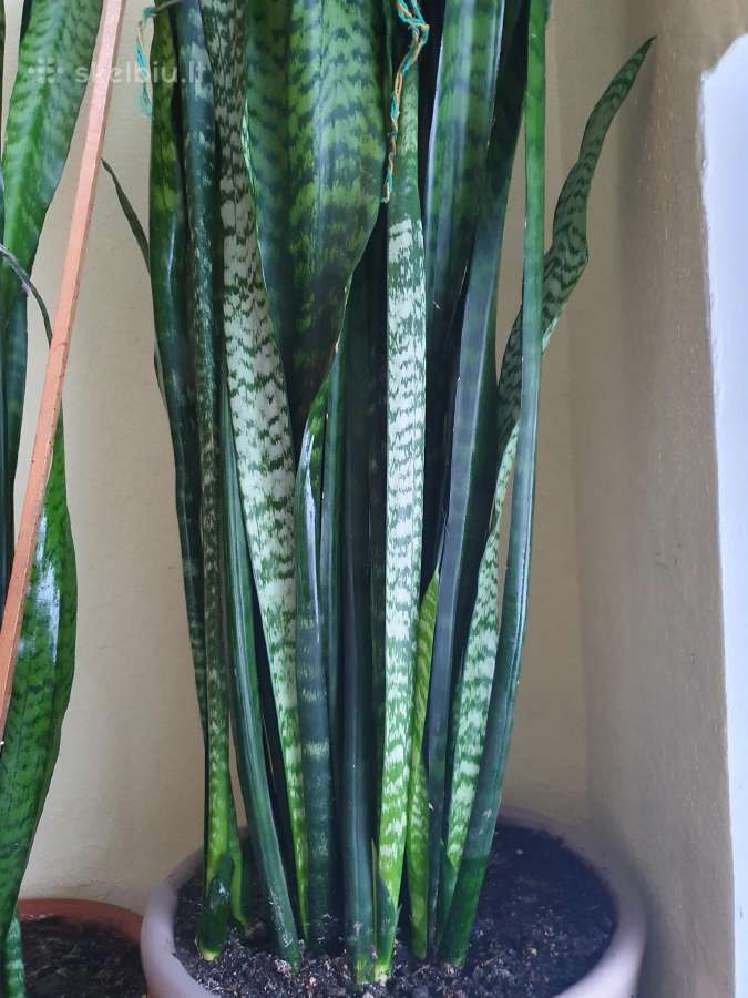 Sansevjera,ūgliai iki 150 cm - nuotraukos Nr. 2