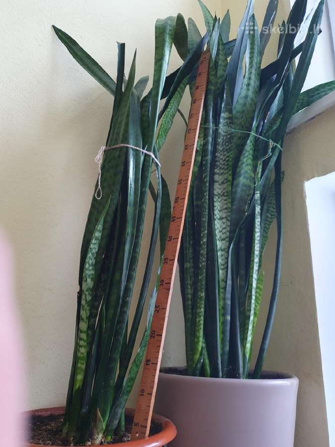 Sansevjera,ūgliai iki 150 cm - nuotraukos Nr. 4