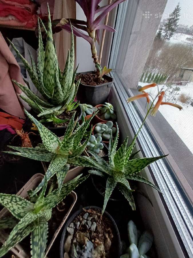 Sekulentas 'Šreko ausys' - nuotraukos Nr. 11