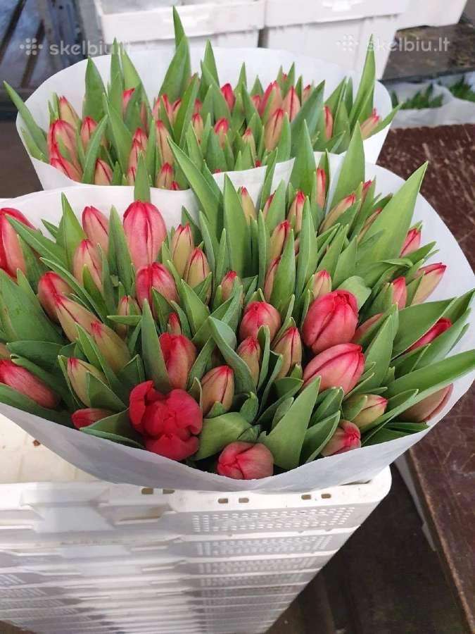 Mamos dienai Tulpes didmena kaina nuo 0,40 cnt