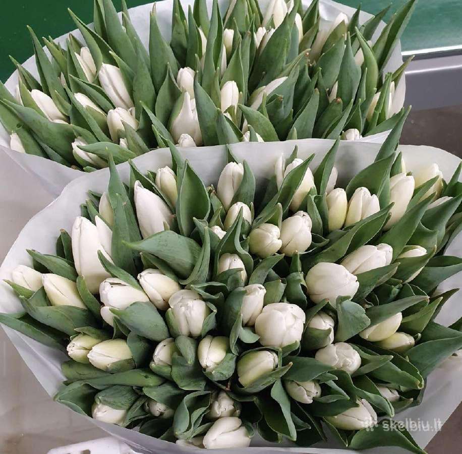 Kovo 8 tulpes didmena kaina nuo 0,40 cnt - nuotraukos Nr. 3