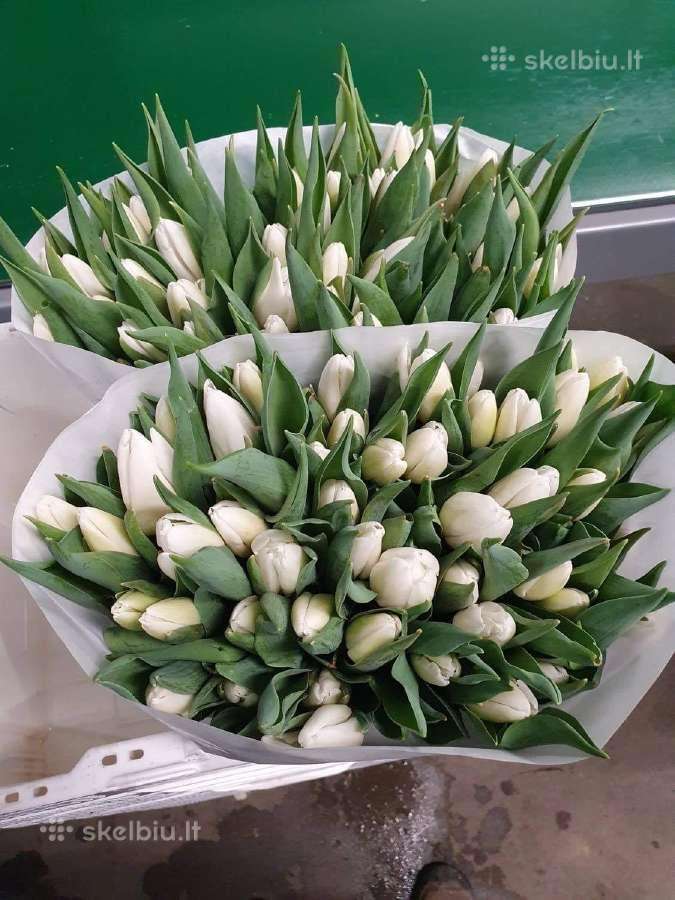 Kovo 8 tulpes didmena kaina nuo 0,40 cnt - nuotraukos Nr. 5
