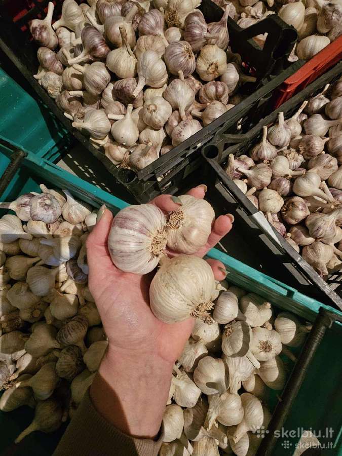 Parduodami ekologiški dideli česnakai - nuotraukos Nr. 3