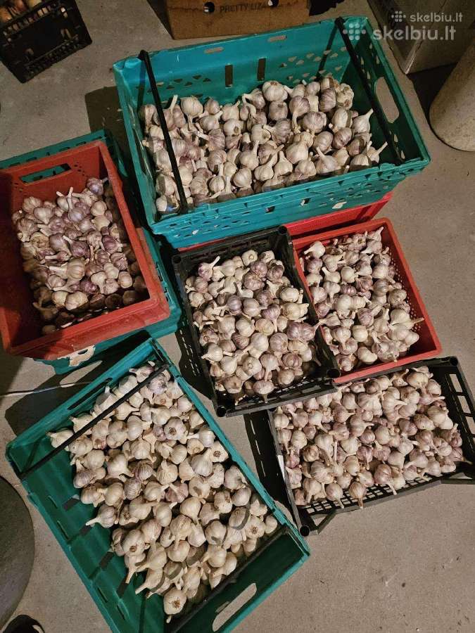 Parduodami ekologiški dideli česnakai - nuotraukos Nr. 7