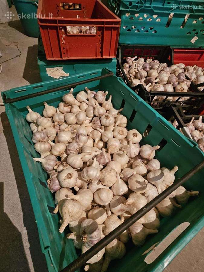 Parduodami ekologiški dideli česnakai - nuotraukos Nr. 5