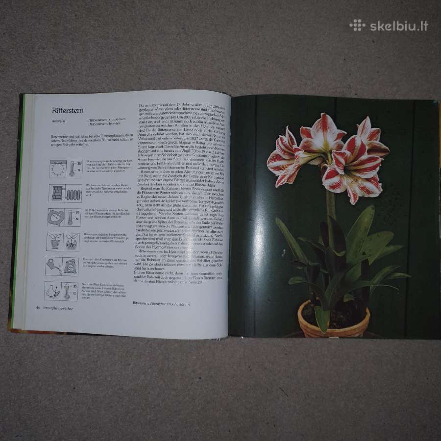 Kambariniai augalai. Zimmerpflanzen - nuotraukos Nr. 2