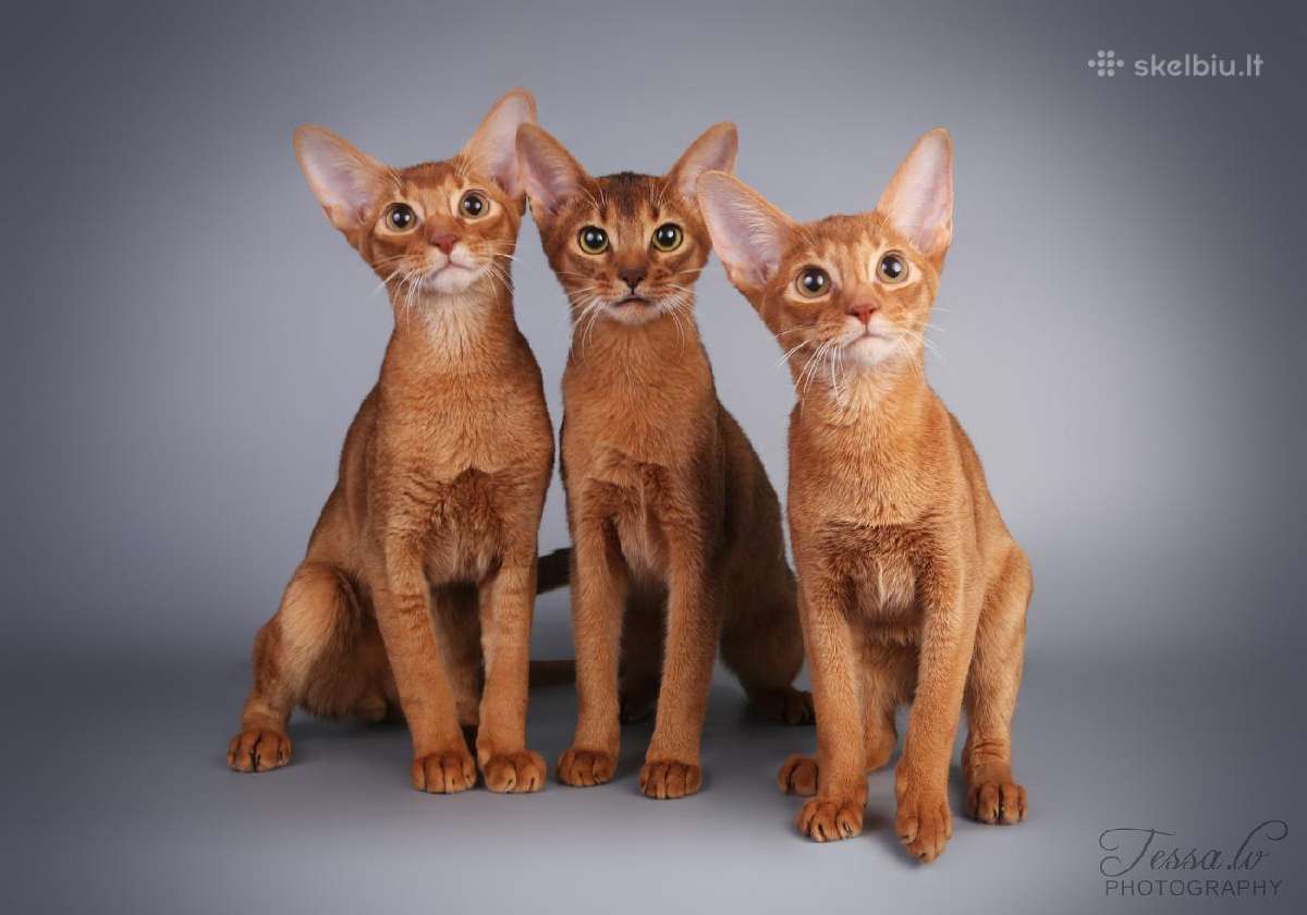 Abisinijos kačiukai - Skelbiu.lt