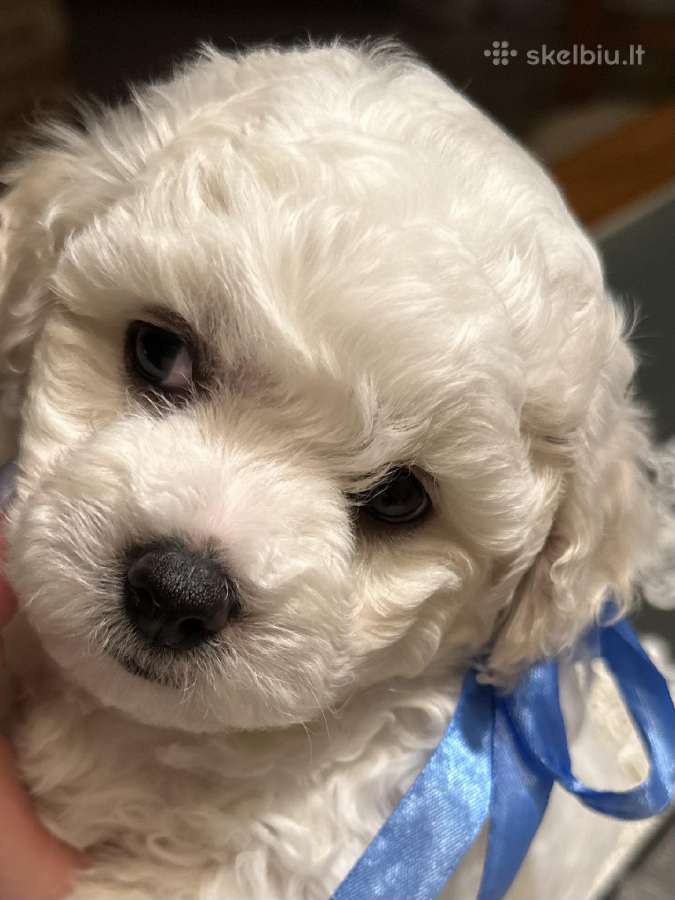 Kilmingi garbanotieji bišonai/ bichon frise - nuotraukos Nr. 14