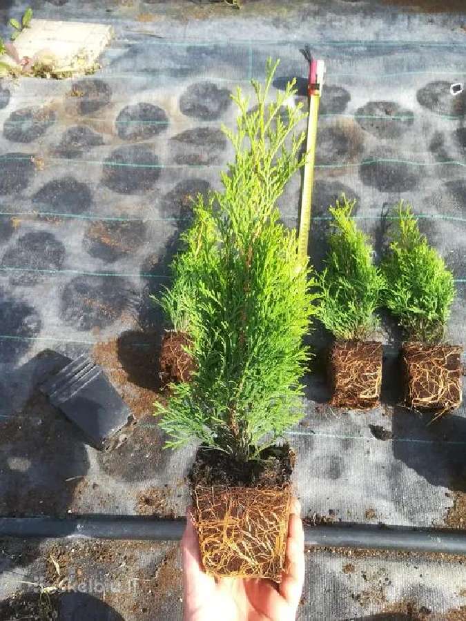 Tujos Smaragd - p9 vazonas - 0,65 € - nuotraukos Nr. 3
