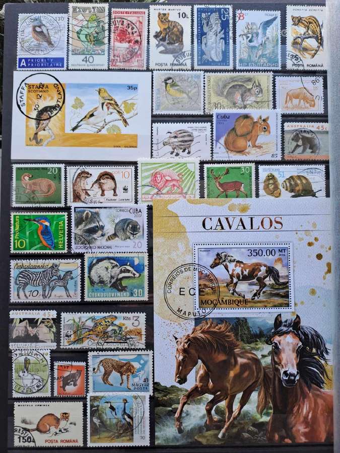 Gyvunu miksas - nuotraukos Nr. 18