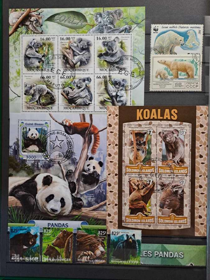 Pandos,meškos,koalos - nuotraukos Nr. 2