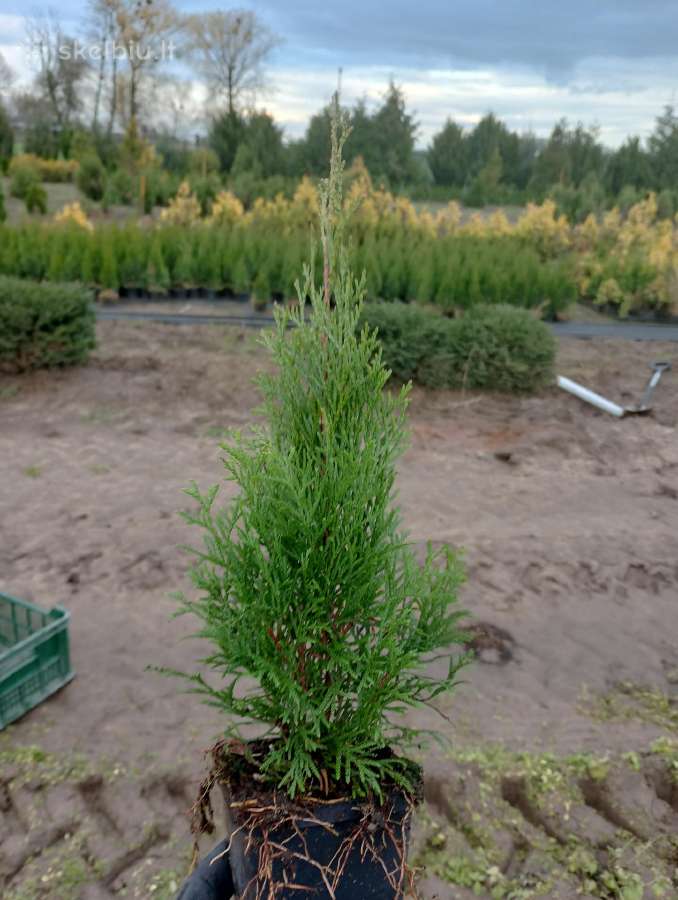 Tujos gyvatvorėms, thuja smaragd