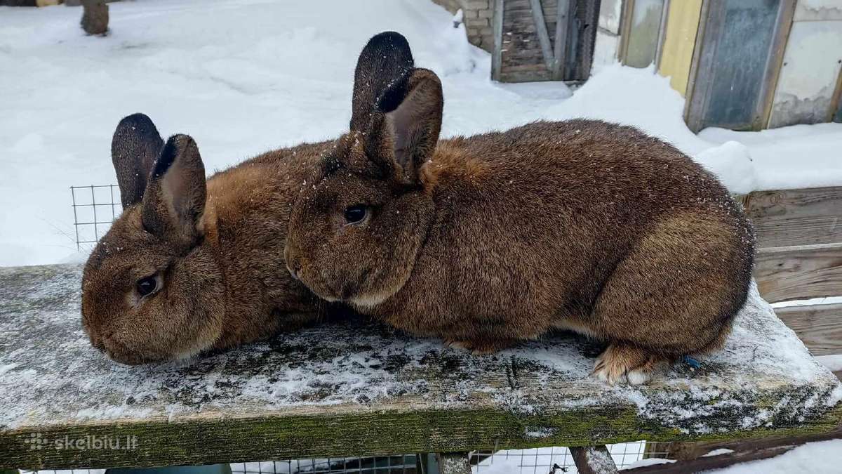 Belgų milžinai,vokiečių drugeliai, vienos pilkieji - nuotraukos Nr. 37