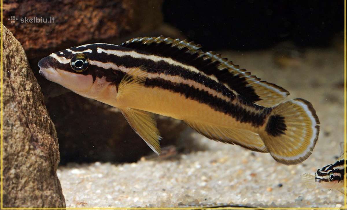 Julidochromis ornatus