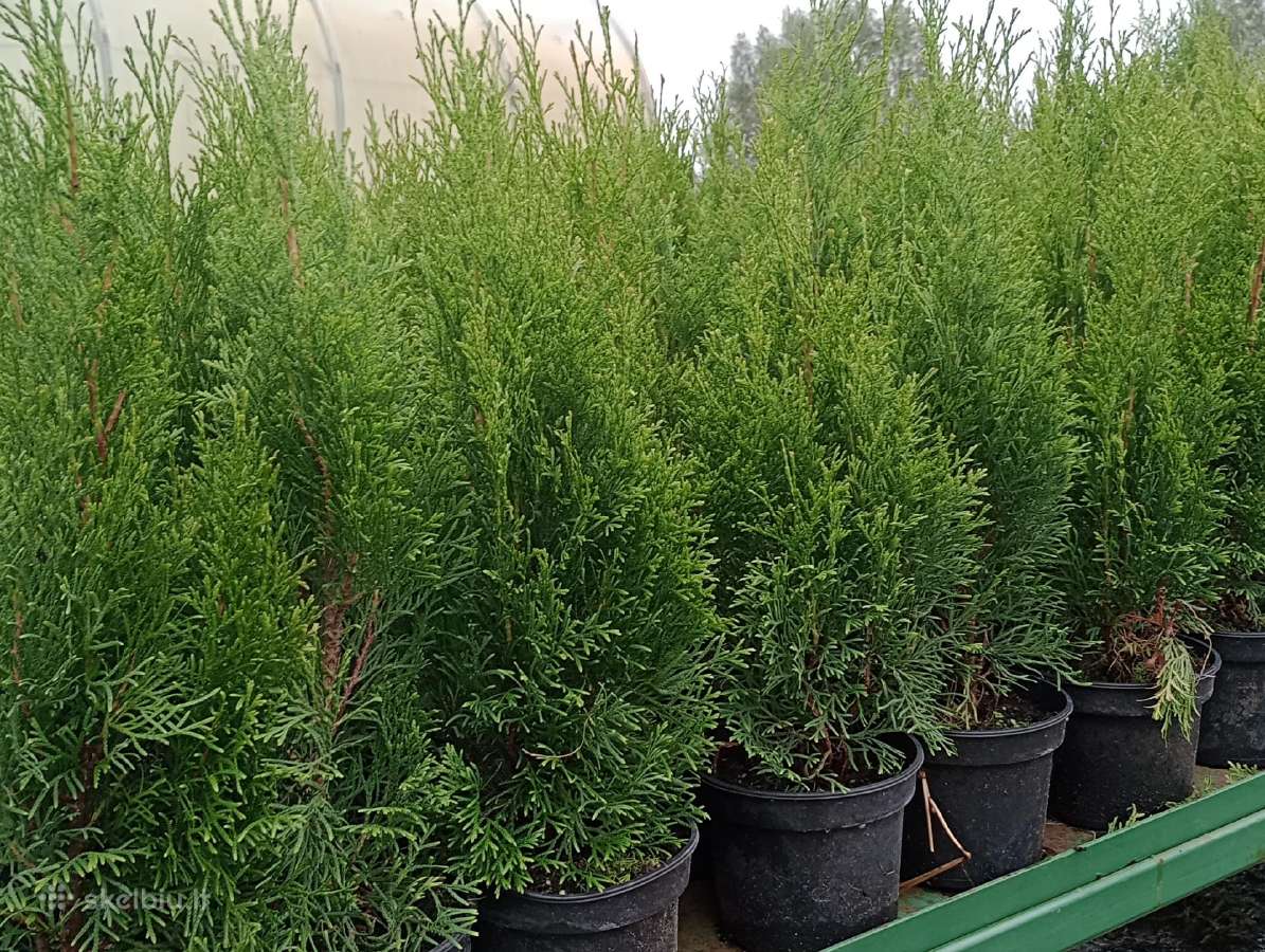 Tujos Smaragd - C2 (2l) vazonas - 1,70 € -50-80cm - nuotraukos Nr. 2