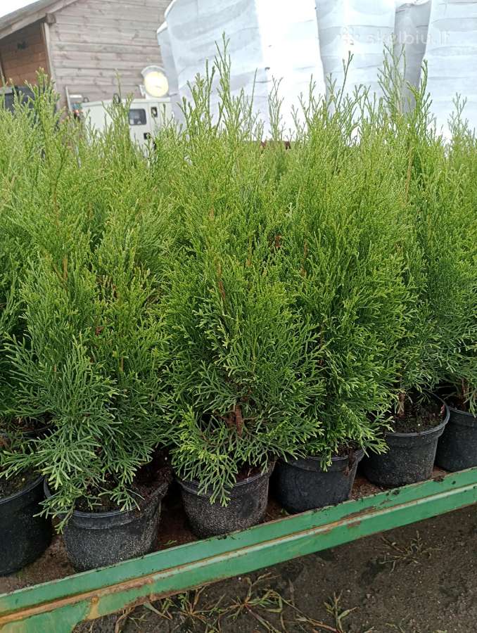 Tujos Smaragd - C2 (2l) vazonas - 1,70 € -50-80cm - nuotraukos Nr. 3