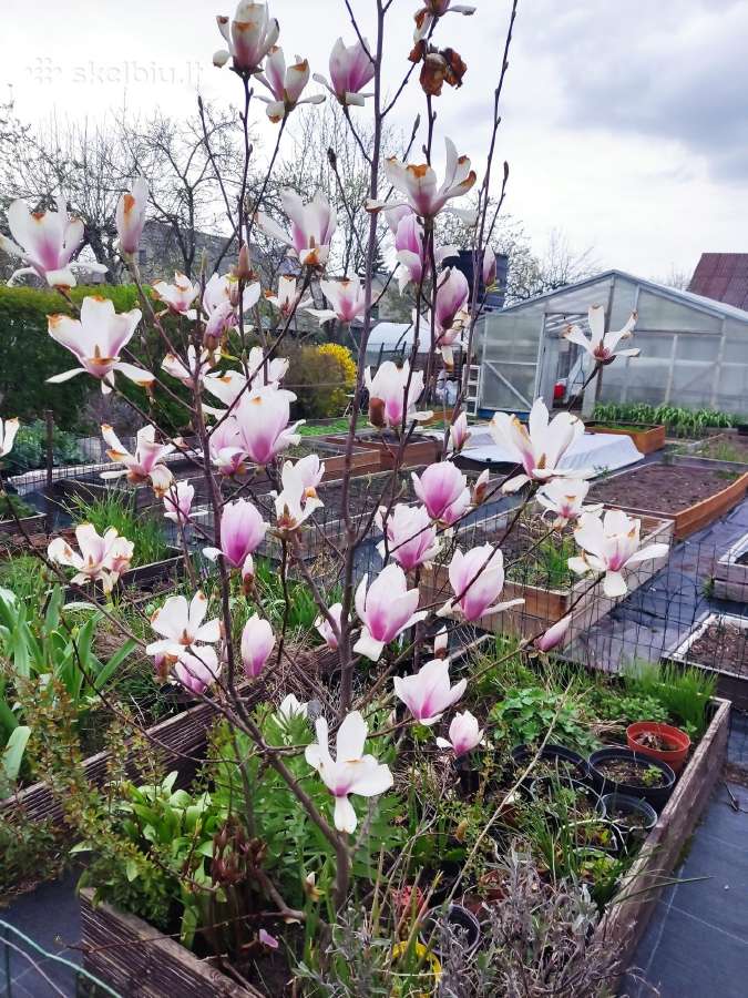 Šluotelinės hortenzijos, daugiamečiai augalai - nuotraukos Nr. 27