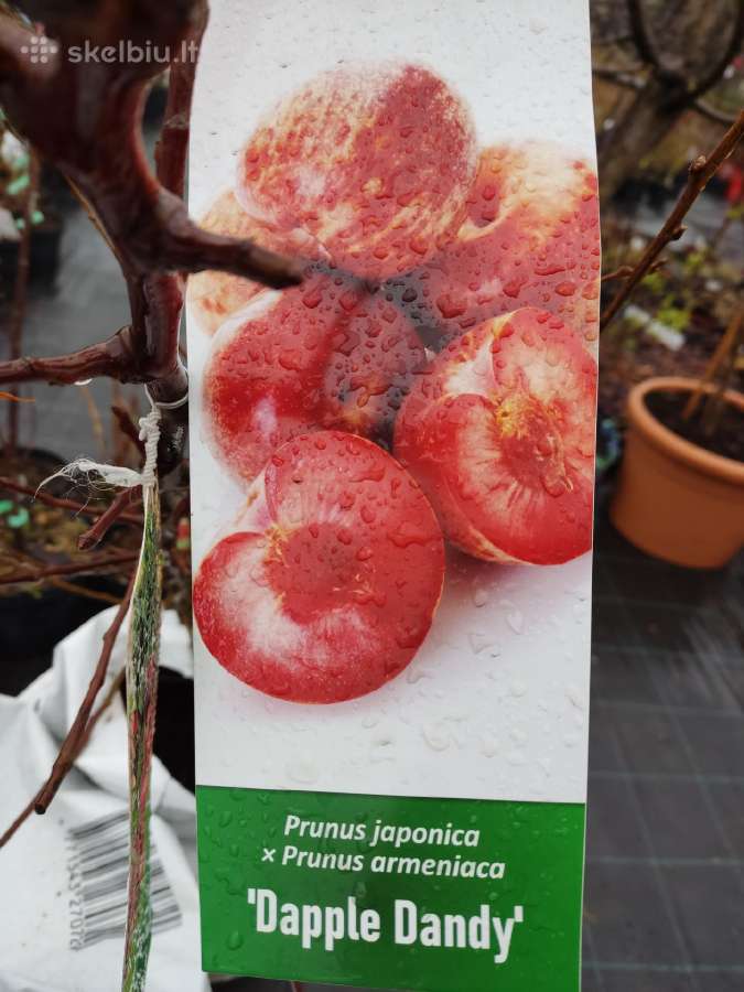 Šluotelinės hortenzijos, daugiamečiai augalai - nuotraukos Nr. 36