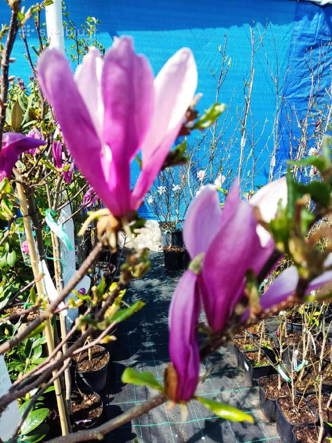 Hortenzijos Vanile Freis ir kt. dekoratyv augalai - nuotraukos Nr. 29