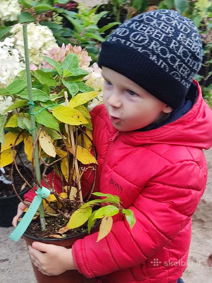 Hortenzijos Vanile Freis ir kt. dekoratyv augalai - nuotraukos Nr. 16