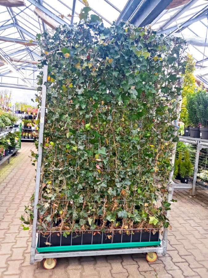 Hortenzijos Vanile Freis ir kt. dekoratyv augalai - nuotraukos Nr. 37